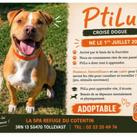PTILU, chien à adopter