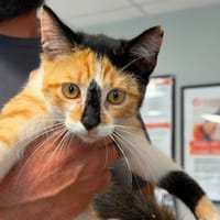 MELBA, chatte à adopter