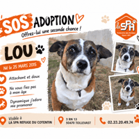 LOU (Réservé), chien à adopter