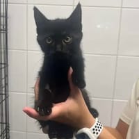 CALYPSO, chatte à adopter
