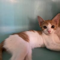 SOLAL, chatte à adopter