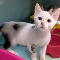 Othello [Chaton], chat à adopter