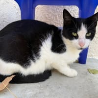 DALHIA, chatte à adopter