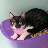 Hippolyte [Chaton], chat à adopter