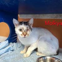 Molkya, chatte à adopter