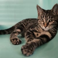 CALCIFLAMME, chat à adopter