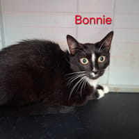BONNIE, chatte à adopter