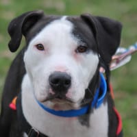 BOGA, chienne à adopter