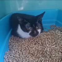 AZALEE, chatte à adopter