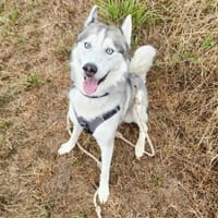 NANOUK, chien à adopter