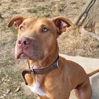 Athena, chienne à adopter