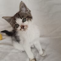 Capitaine, chat à adopter