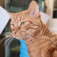 ROYOU, chat à adopter