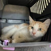 ANGELUS, chat à adopter