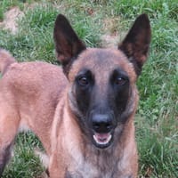 SUPRA, chienne à adopter
