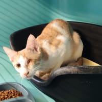 AZALEE, chatte à adopter