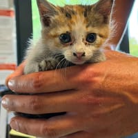 SAPHIR, chatte à adopter