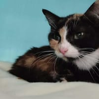 cerise, chatte à adopter