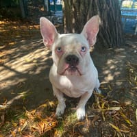 BIDOUX, chienne à adopter