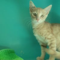 Mango, chat à adopter