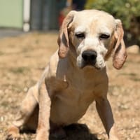 Baiko CAA15964, chien à adopter