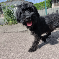 leyko, chien à adopter
