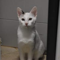 OASIS, chat à adopter