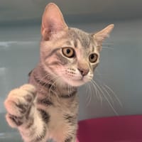 Iago [Chaton], chat à adopter