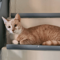 ANCOLIE, chatte à adopter