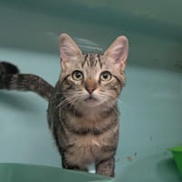Vaya [Chaton], chatte à adopter