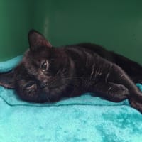 NIRA PAB29148, chat à adopter