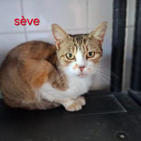Sève, chatte à adopter