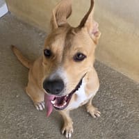 Juliette, chienne à adopter