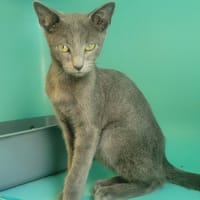 Nox, chat à adopter