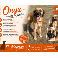ONYX, chien à adopter