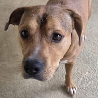 Nemo, chien à adopter