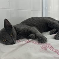 ESRA, chatte à adopter