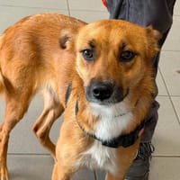 MOKA, chienne à adopter