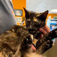 peche, chatte à adopter