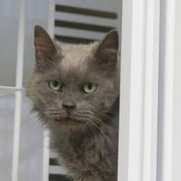Plume, chatte à adopter
