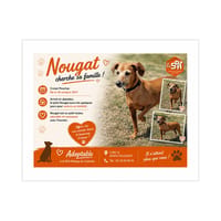 NOUGAT  (réservé), chien à adopter