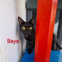 Baya, chatte à adopter