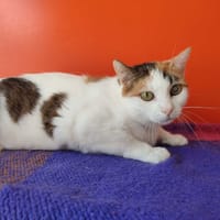 CANDY QCT, chatte à adopter