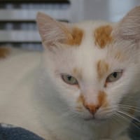 IVY, chat à adopter