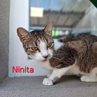 Ninita, chatte à adopter
