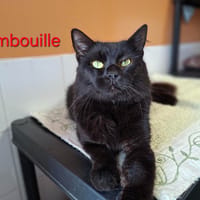 Simbouille, chat à adopter