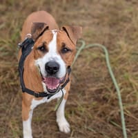 LUCKY VAA, chien à adopter