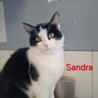 SANDRA, chatte à adopter