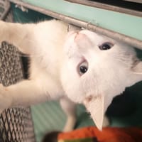 WISA, chat à adopter