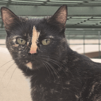 ALMA, chatte à adopter